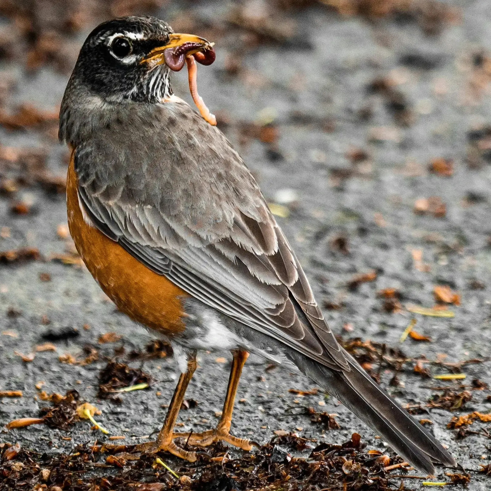 picture of a bird eating a worm